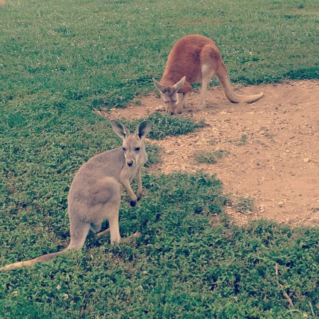 two kangaroos are near one another in a field
