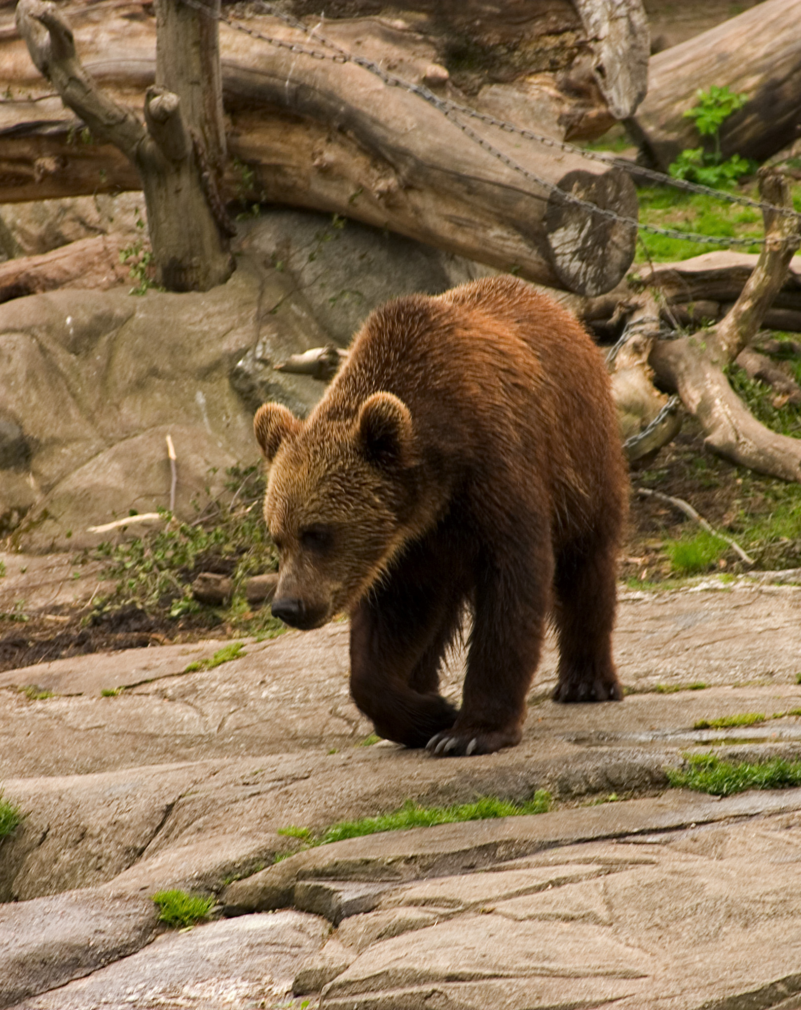 a brown bear walking on top of rocks