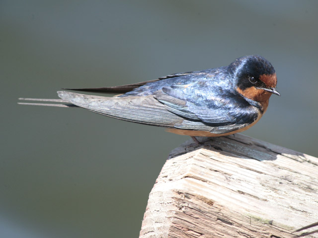 a brown and blue bird sitting on top of a tree stump