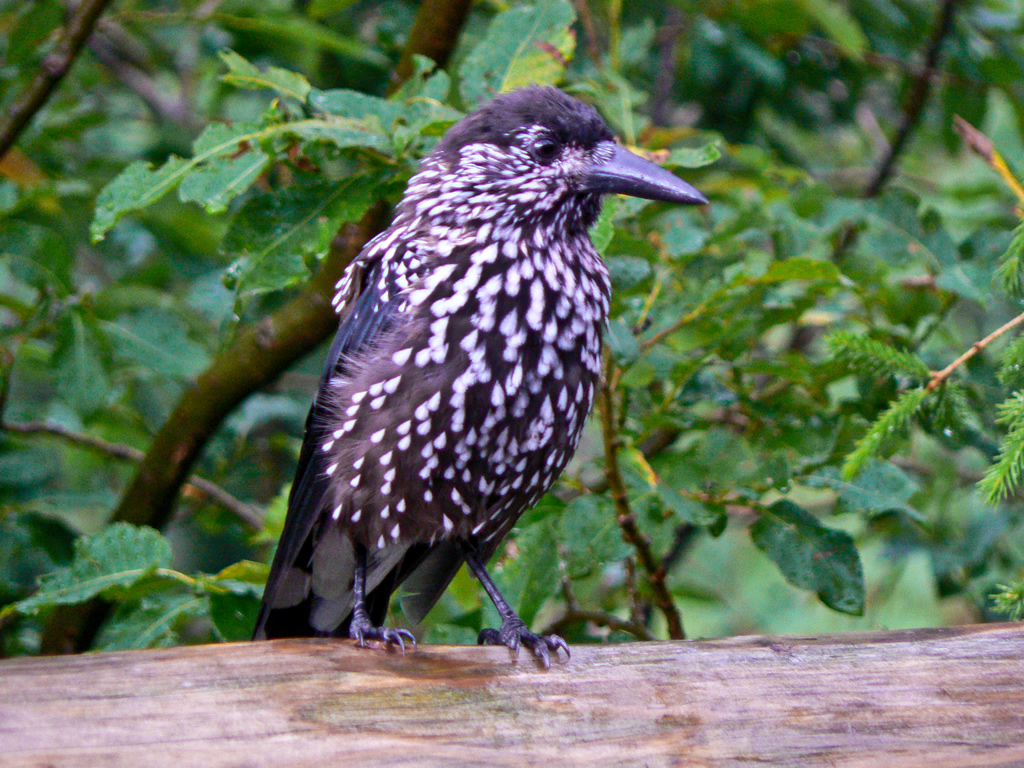 a large colorful bird sitting on a log