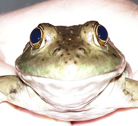 a close up view of a frog's eye