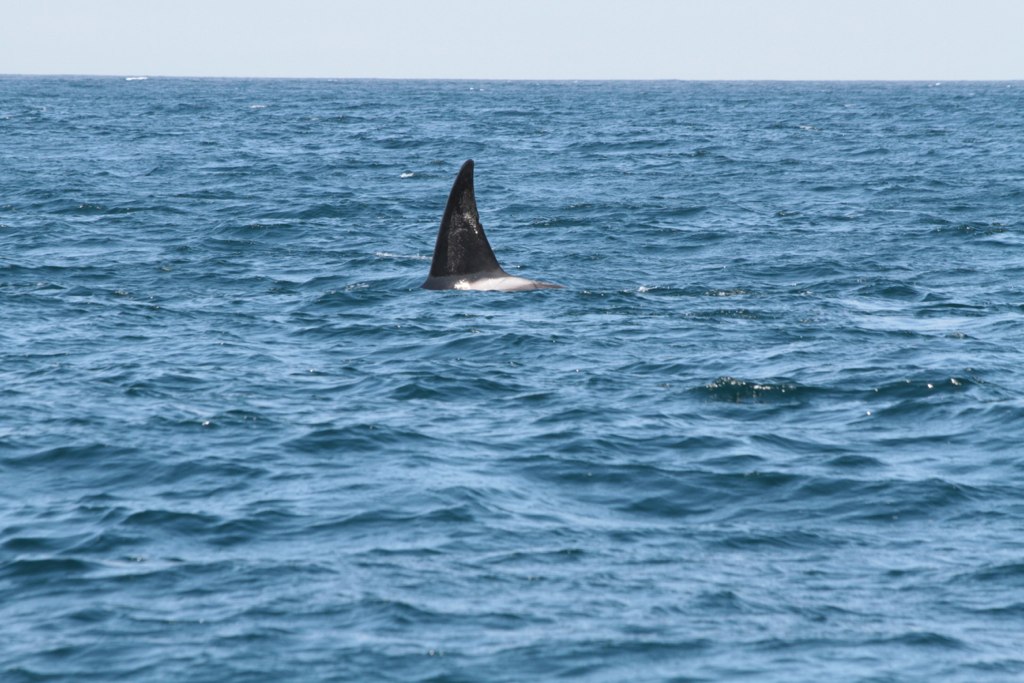 a large grey shark swimming through the ocean