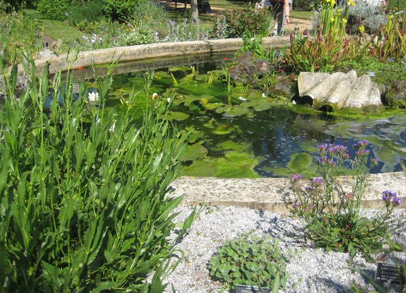 a pond that has flowers growing around it