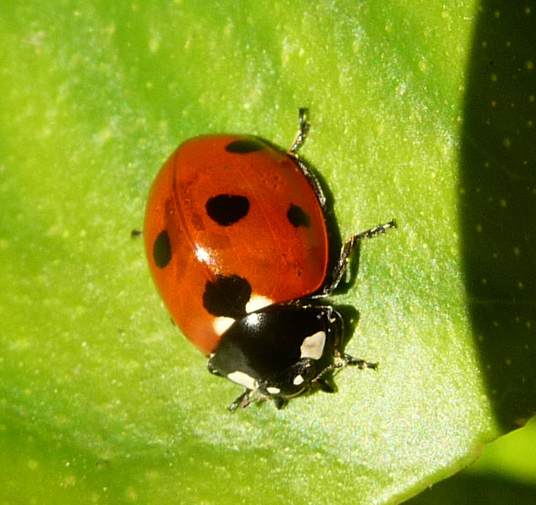 a small lady bug that is sitting on a green leaf