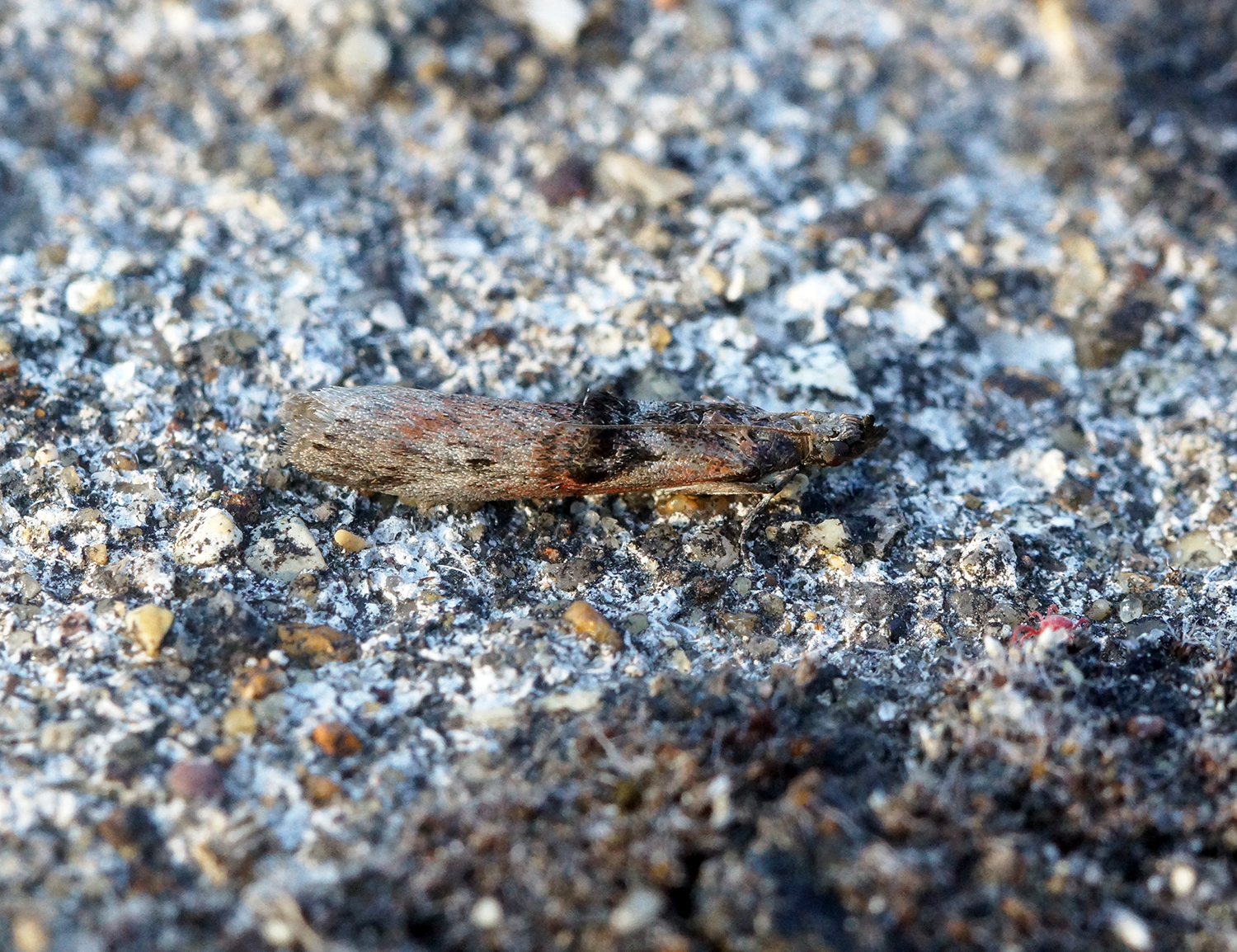 a small bug crawling on concrete and dirt