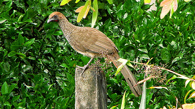 a bird sits on a stump in the middle of some trees