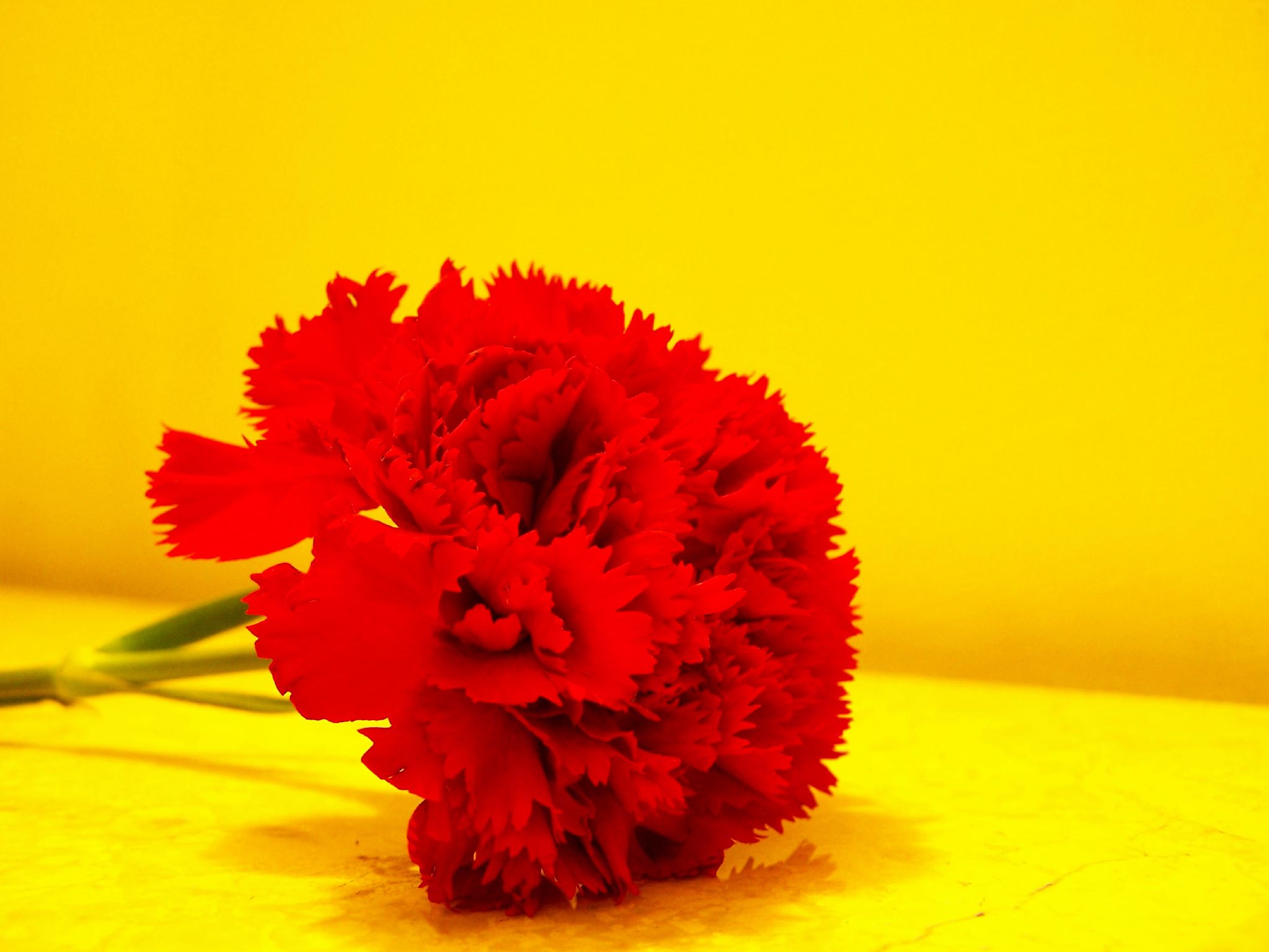 a bouquet of flowers with green stems and red centers