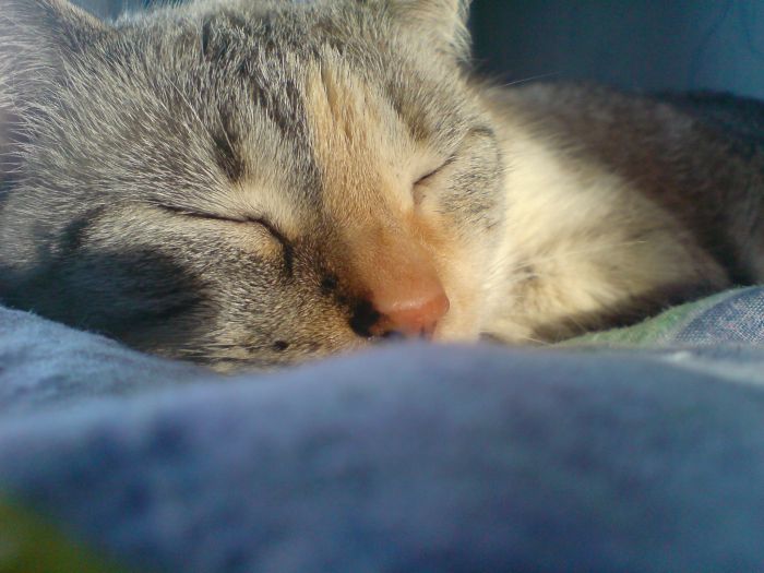 an adorable grey and white cat sleeping on top of a bed