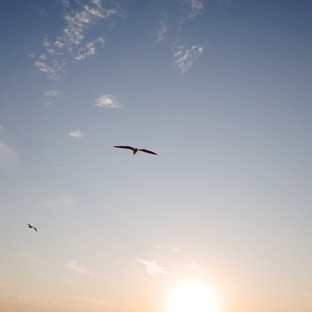 a bird flying over the ocean and some birds flying