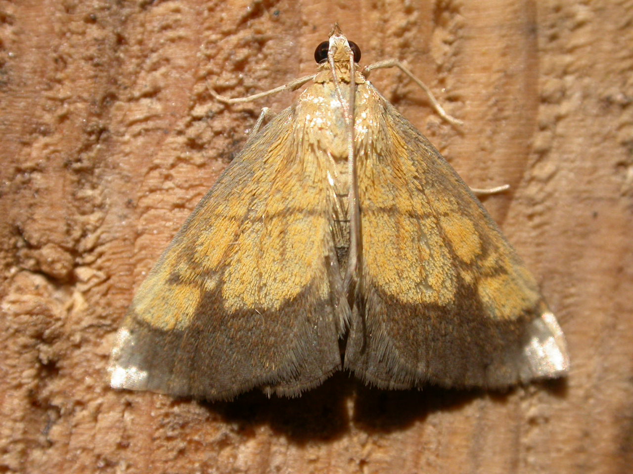 a brown, white and yellow moth on some rocks