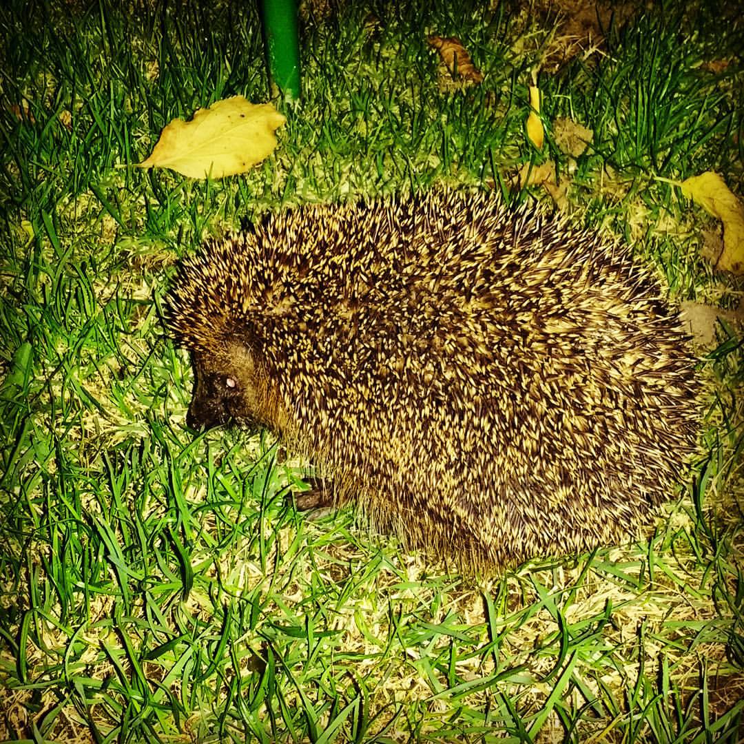 a hedgehog walking through the grass near a green pole