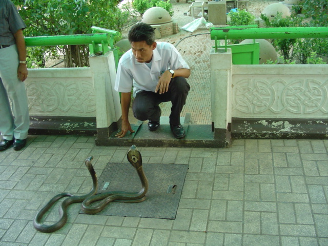 a man kneeling down as a snake wraps around him