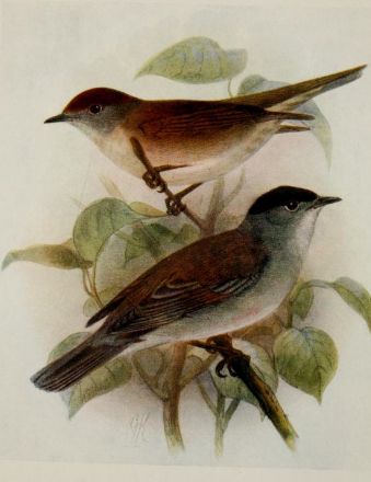 this image shows two small birds perched on leafy nches