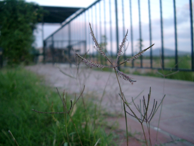 this is a weeds in the grass near a house