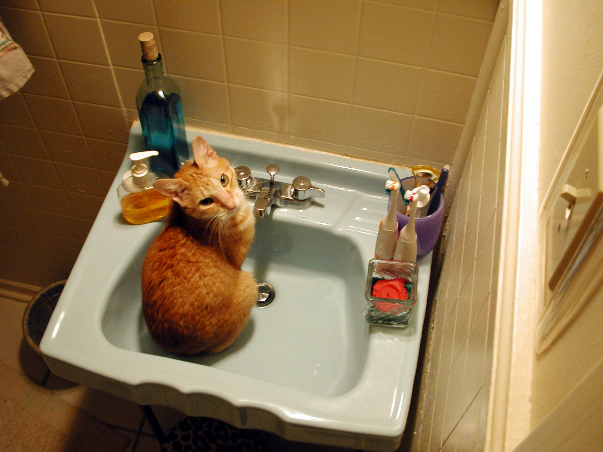 the cat is sitting in the bathroom sink