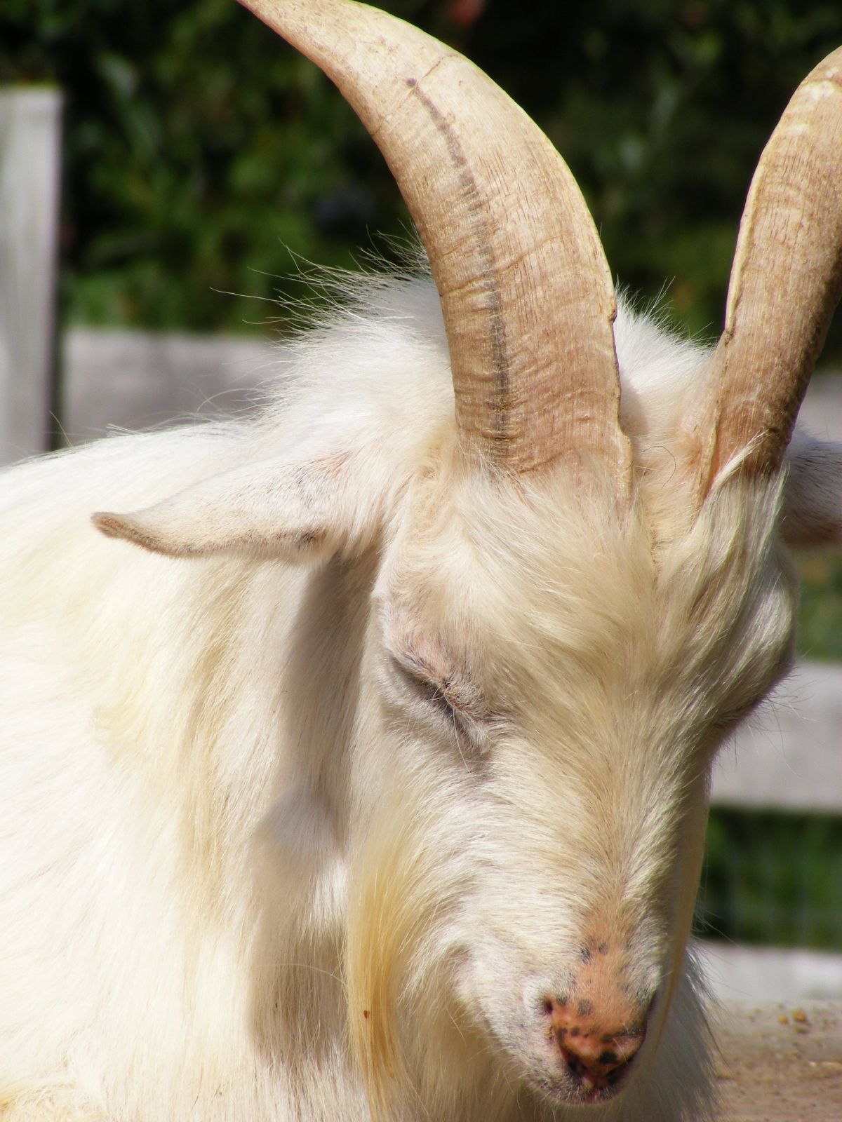 a white goat with long horns laying down in an enclosure