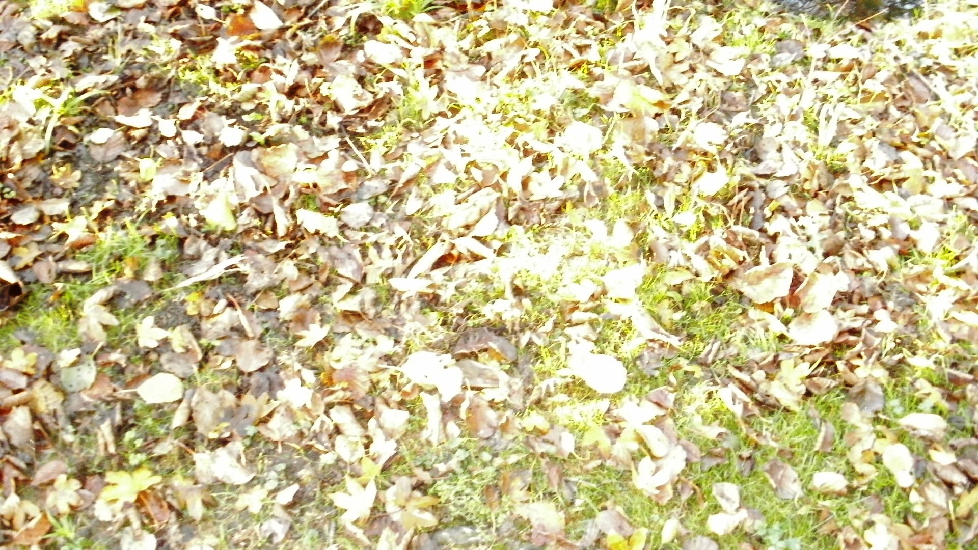 a dog lays on the ground among leaves
