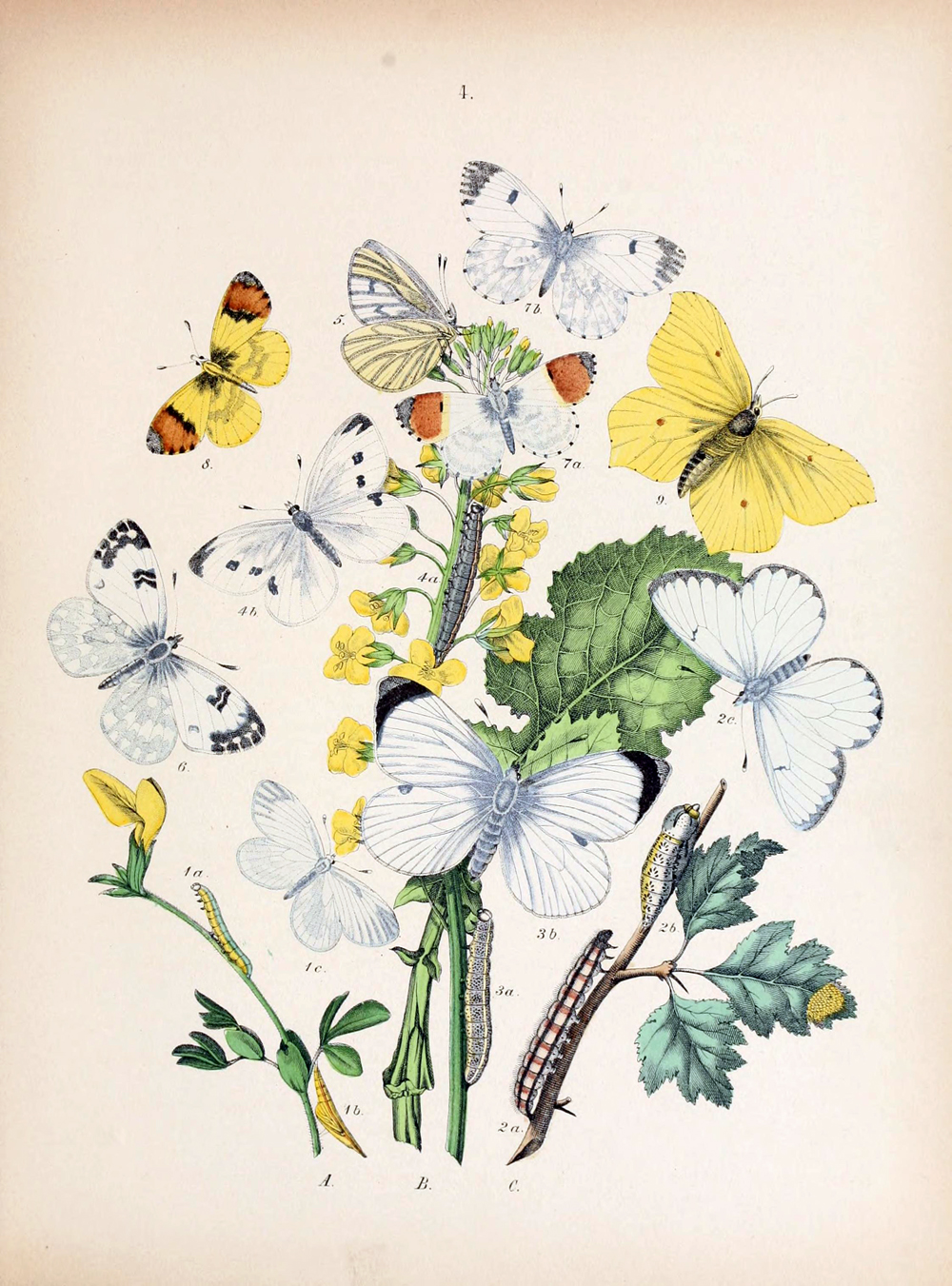 erflies, erflies and other plants grow in this drawing