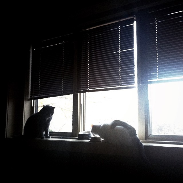 two cats sit together on a ledge near windows with blinds