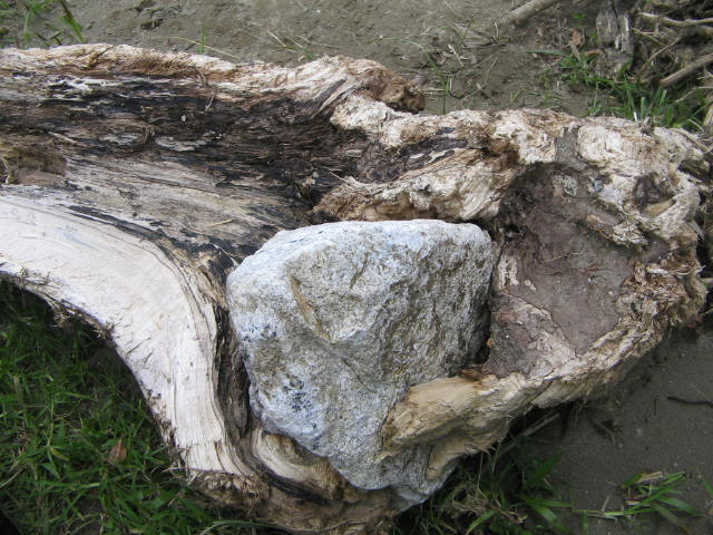 a very old wooden stump with white rocks