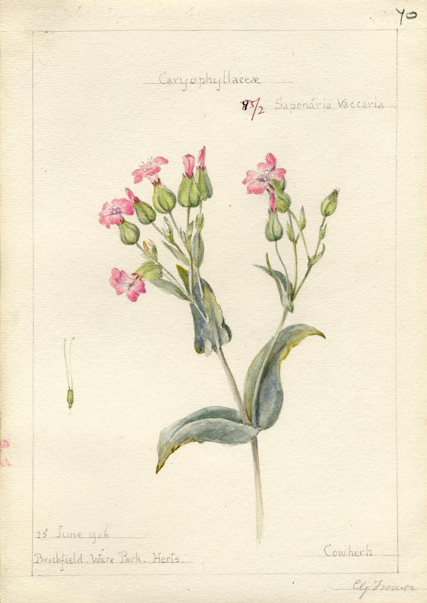 an antique flower and leaf illustration of pink flowers