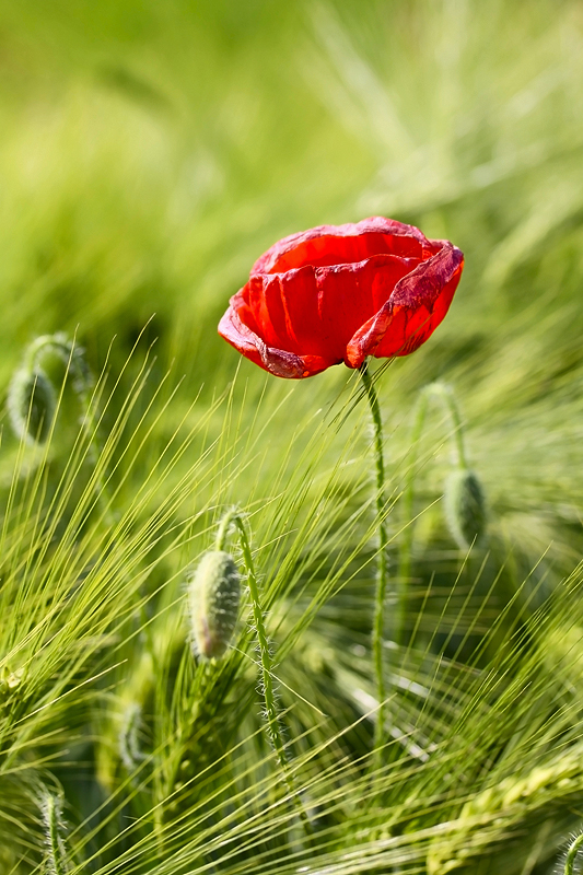 a red poppy sitting on top of green grass