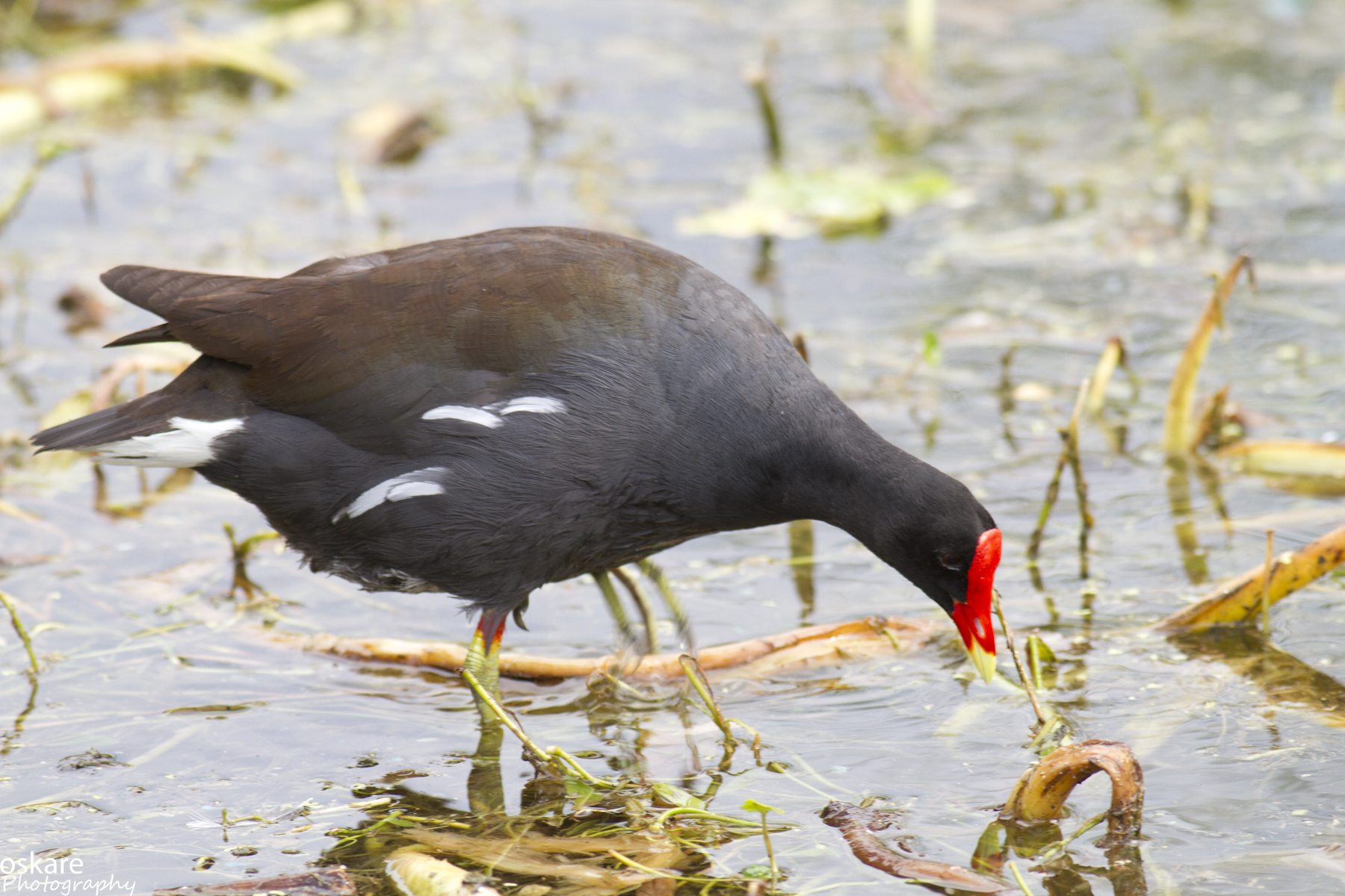 a bird with long legs bent down drinking from a dle