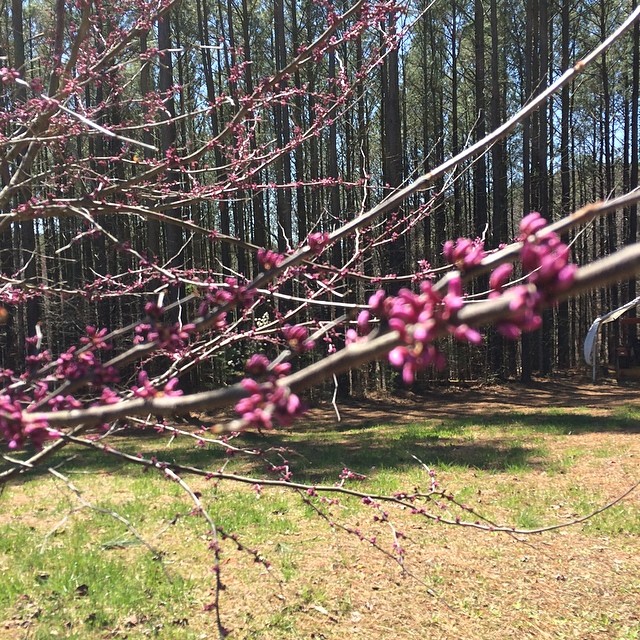 small pink flowers are growing on a tree