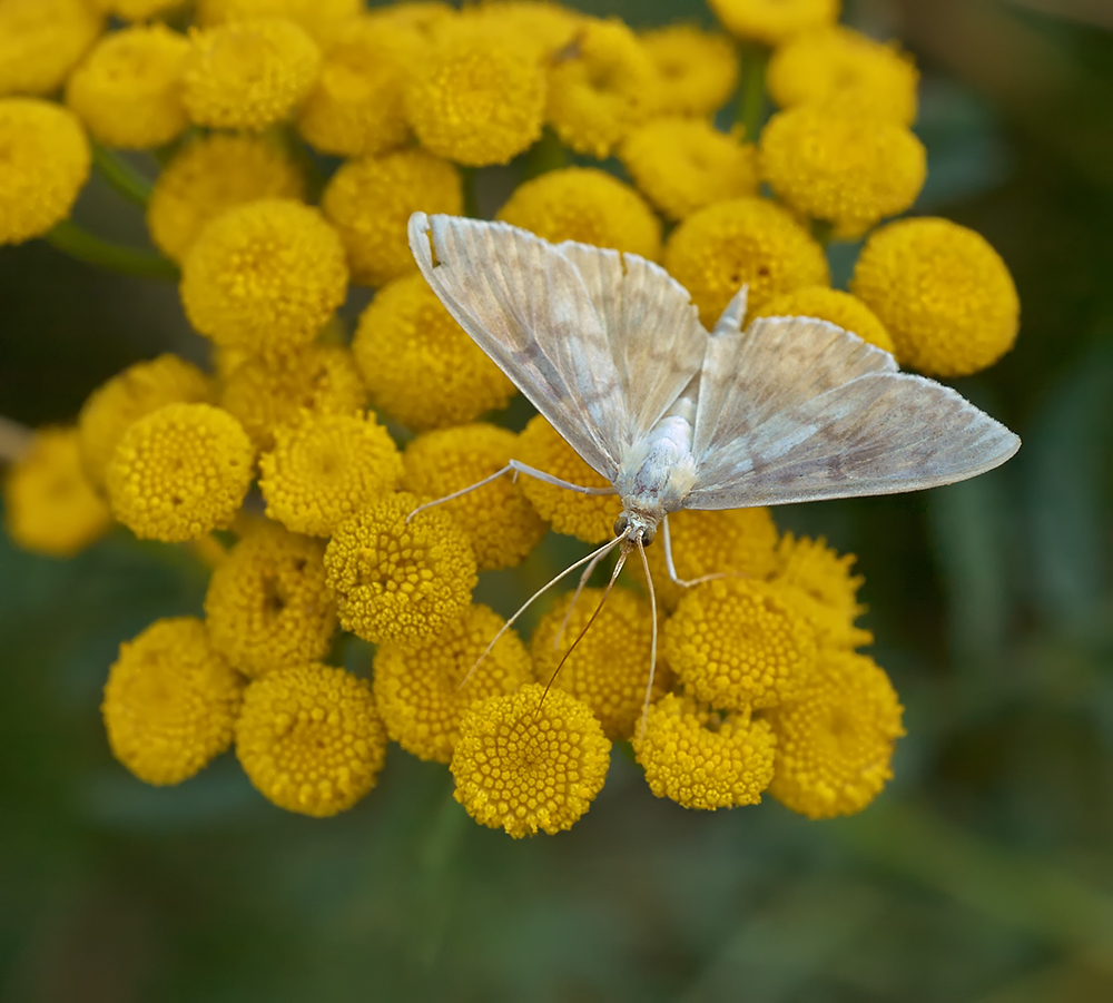 a close up s of a white moth on some yellow flowers