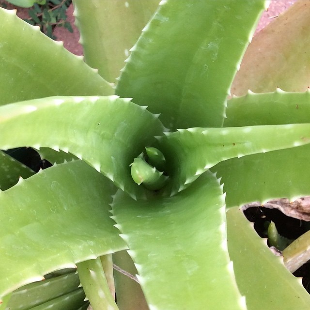 a plant with long green stems on the ground