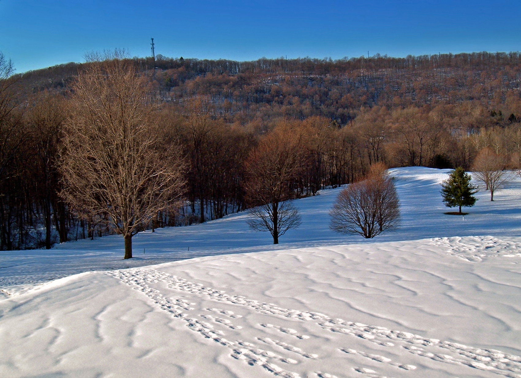 several trees and a hill covered in snow