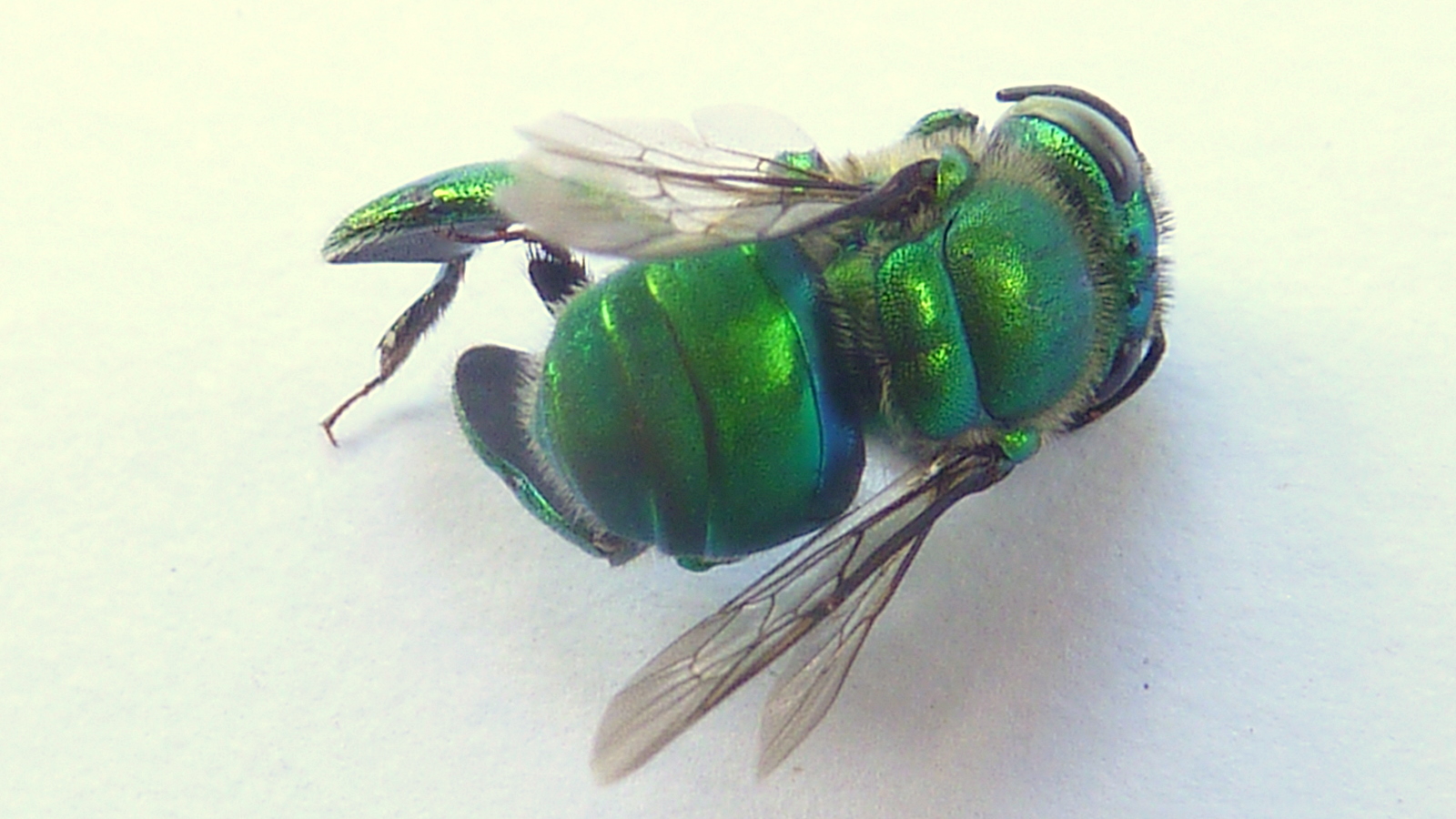 an insect is shown green on its wings