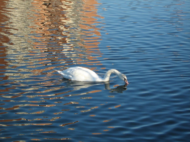 the white swan floats in the blue water