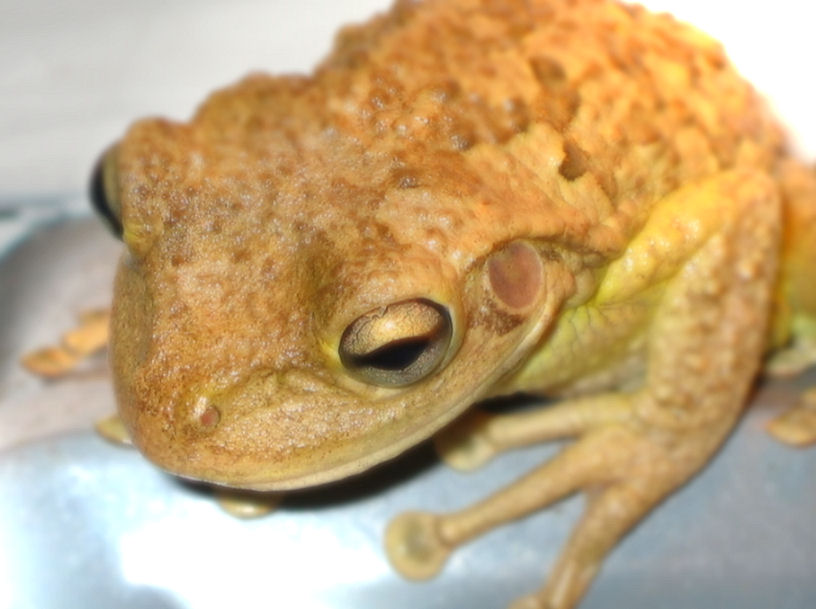 a toad sitting on top of a table