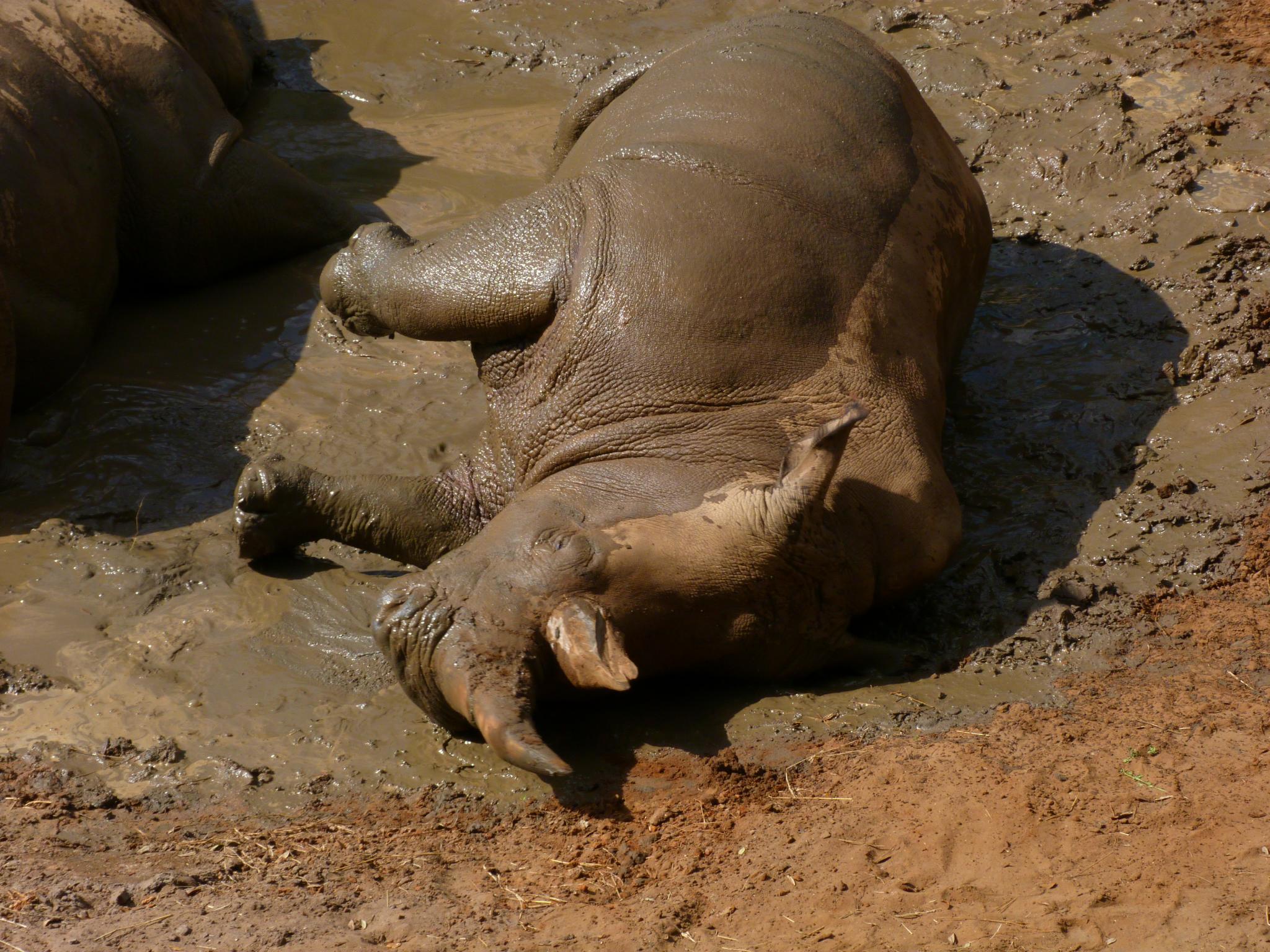 a baby hippo lays in the mud after laying in the mud