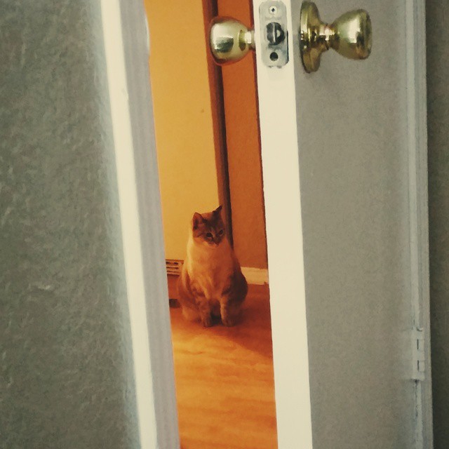 a brown cat is sitting in front of a door