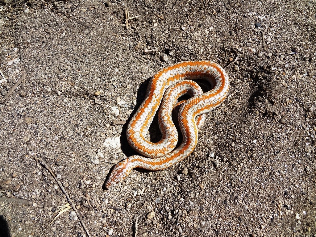 an orange and white striped slug crawling on a brown ground