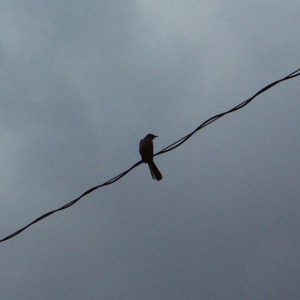 there is a small bird sitting on the wire and the sky