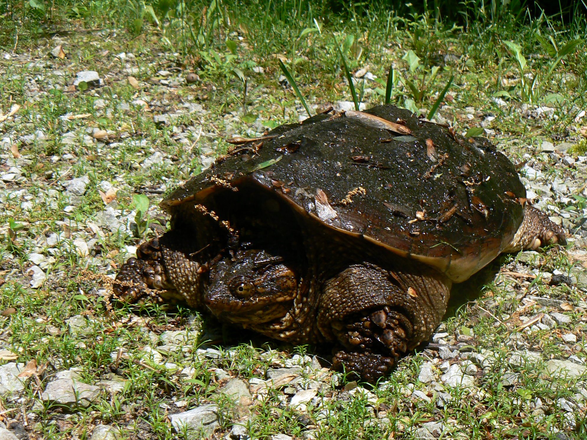 a big turtle that is walking around some grass