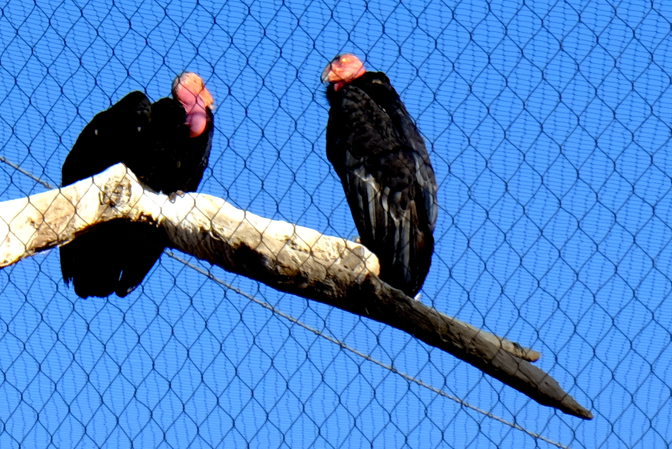 two black birds sit on a nch, facing away from the camera