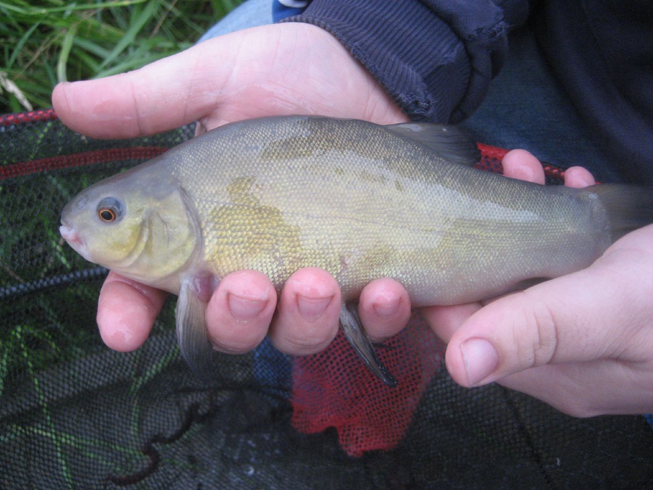 there is a large carp fish in someones hand