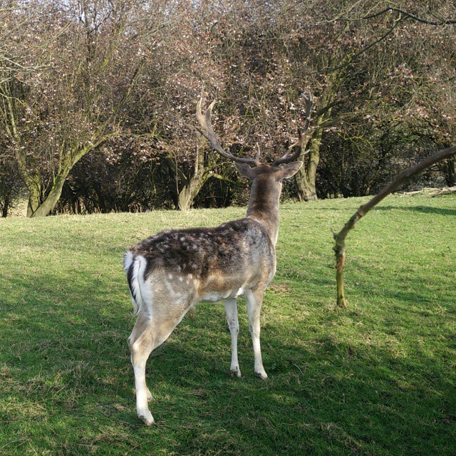 a deer standing on top of a lush green field