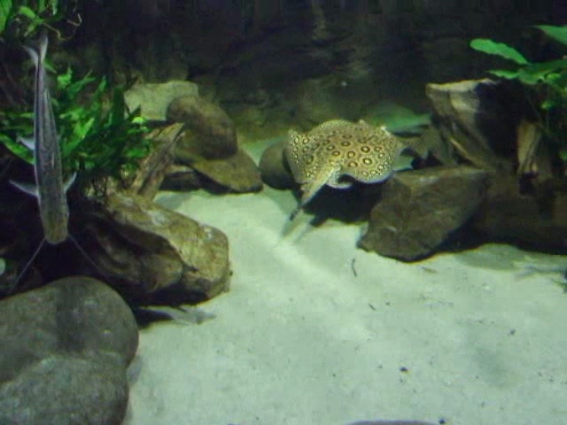 an animal in an aquarium looking at soing