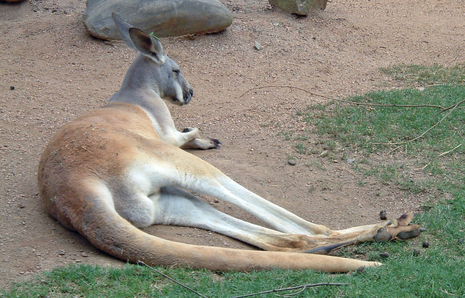 a kangaroo laying down next to two other kangaroos