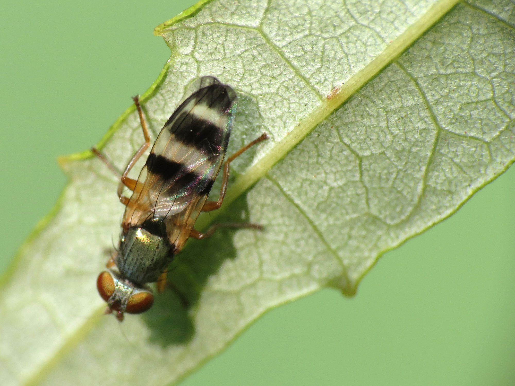 the beetle is resting on a leaf, waiting for its prey