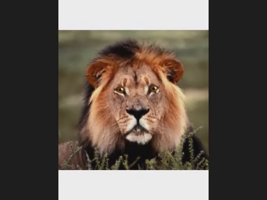 a lion looking straight at the camera, with a blurred background
