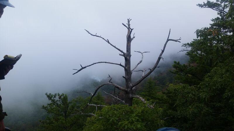 a tree stands on top of a cliff in the mountains