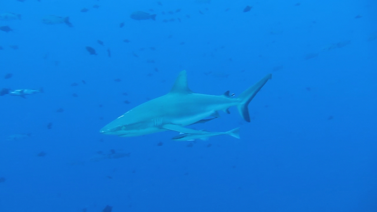 a big white shark in a deep blue ocean