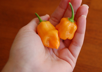 someone holding some tiny orange peppers in their hand