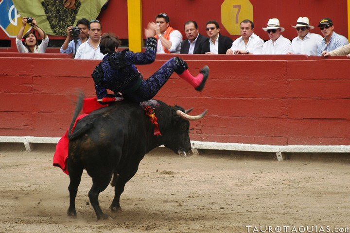 a man is riding on the back of a bull